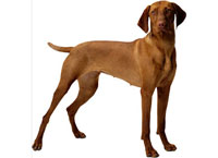 Fabbisogni nutrizionali del cane e del gatto: mantenimento