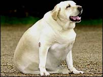 Obesità nel cane e nel gatto