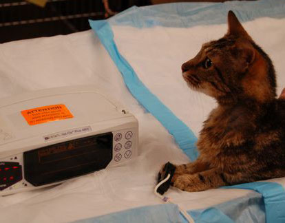 Il pulsossimetro è uno dei più comuni apparecchi di monitoraggio presenti in anestesia veterinaria