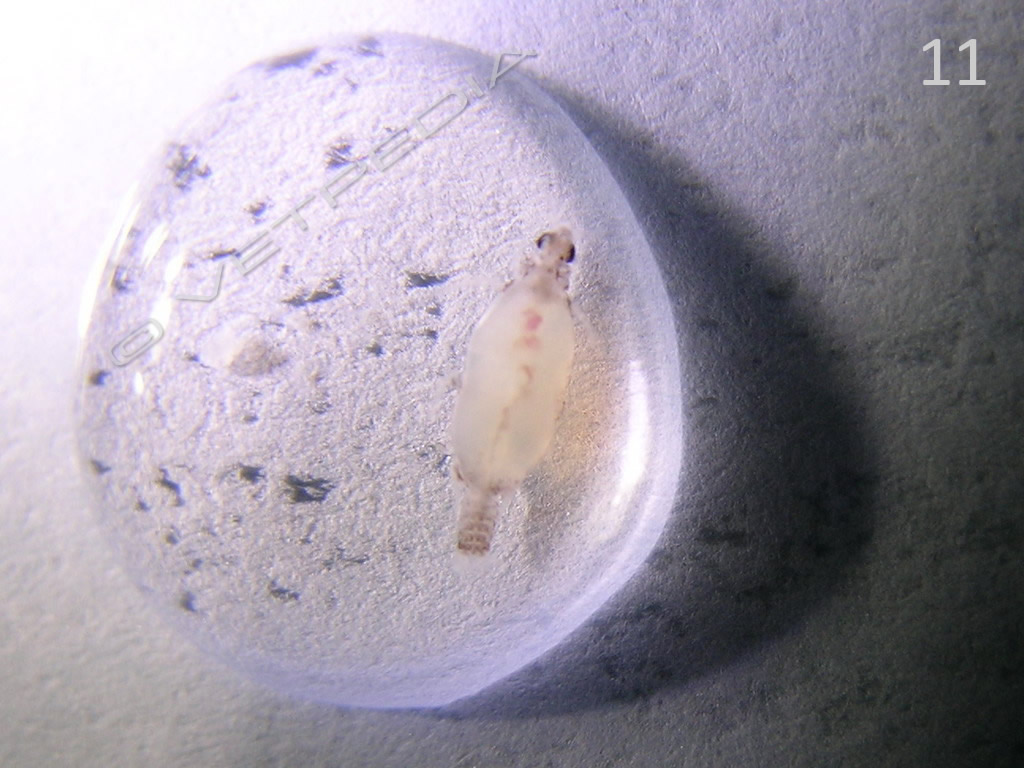 Patologie parassitarie nei pesci ornamentali