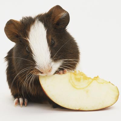 Alimentazione della cavia