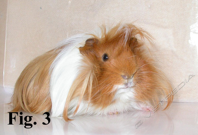 Classificazione, origine e caratteristiche della cavia