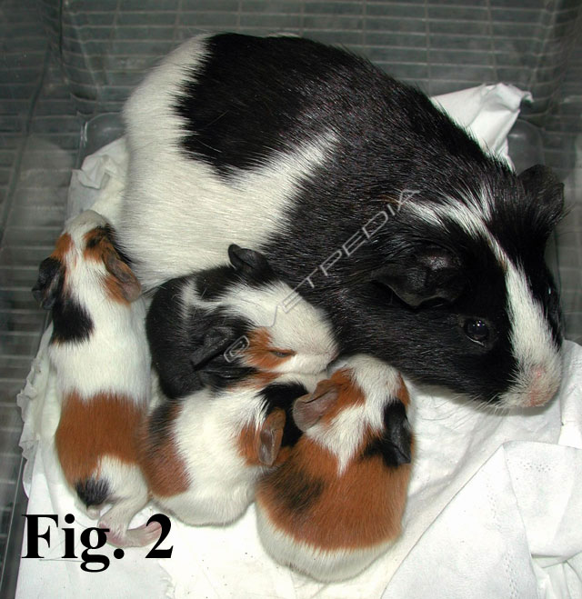 Riproduzione della cavia