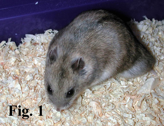 Criceto cinese (Cricetulus griseus)