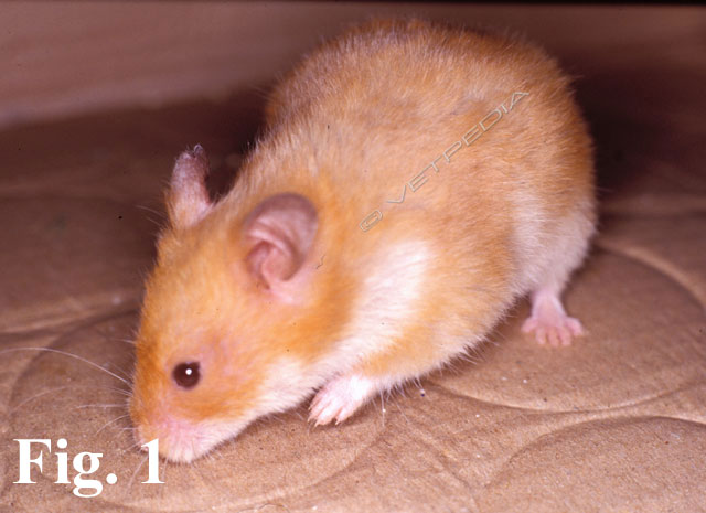 Criceto dorato (Mesocricetus auratus)