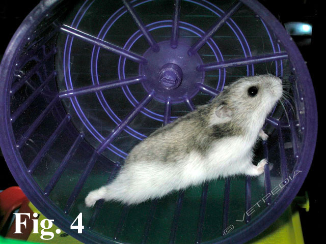 Gestione del criceto