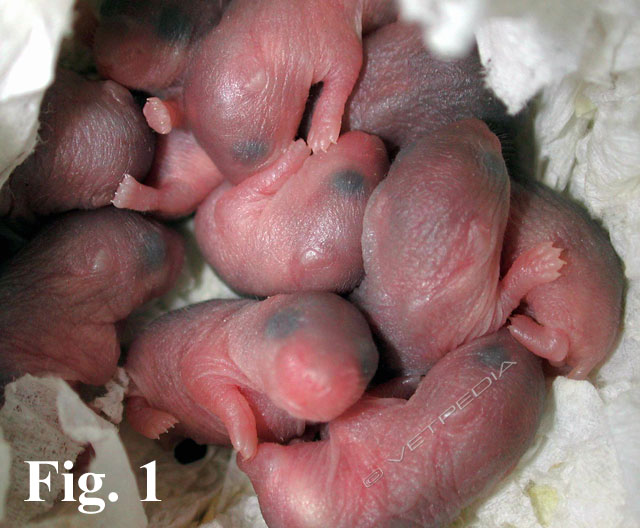 Riproduzione del criceto