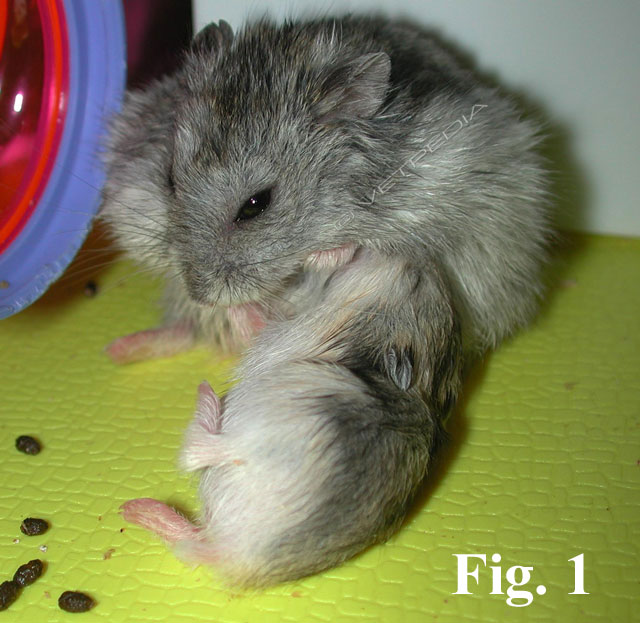 Criceto russo (Phodopus campbelli)