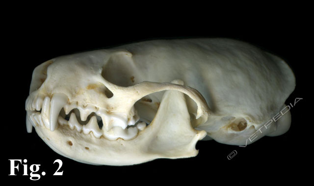 Anatomia e fisiologia del furetto