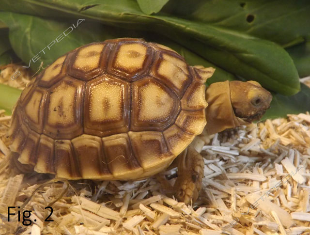 Ecologia e fisiologia di Geochelone sulcata