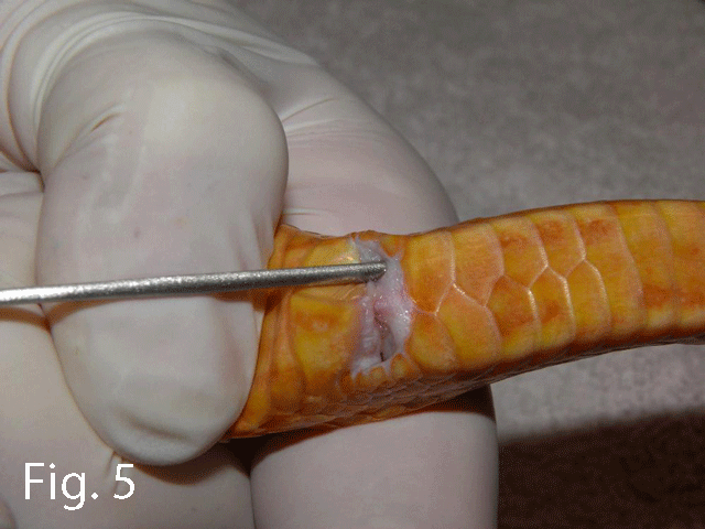 Sessaggio degli ofidi