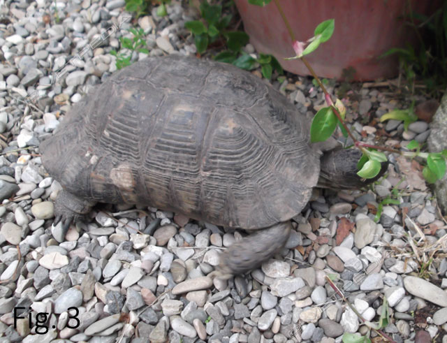 Ecologia e fisiologia di Testudo marginata