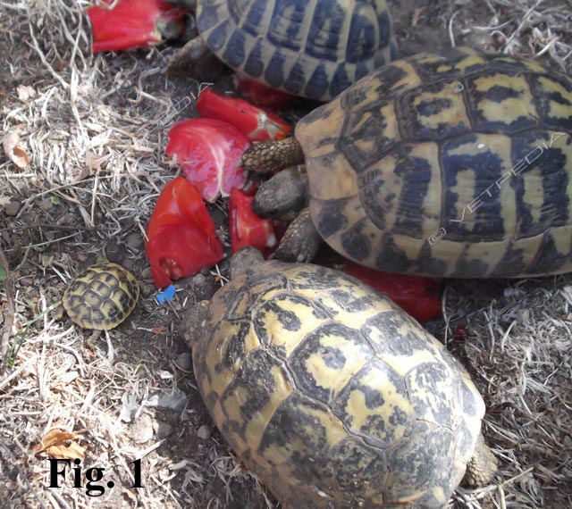 Alimentazione delle tartarughe