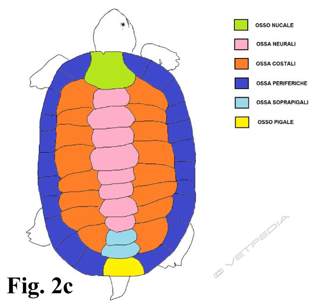 Anatomia e fisiologia delle tartarughe