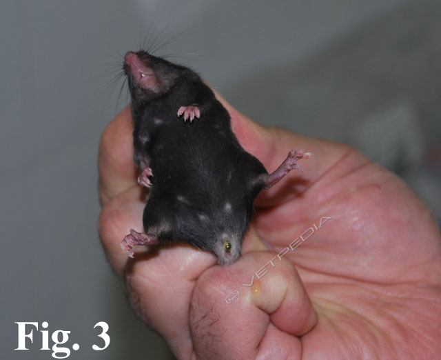 Contenimento del topo domestico