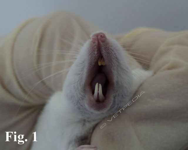 Ecologia e fisiologia del topo domestico