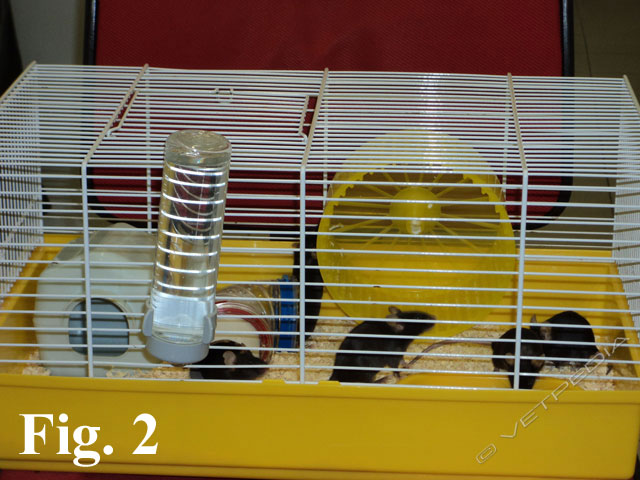 Housing del topo domestico