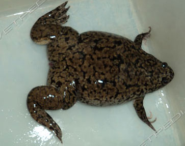 Xenopus laevis: un piccolo anfibio da acquario