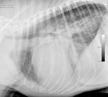 Cardiomiopatia dilatativa del cane