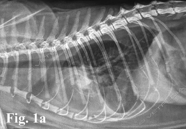 Chilotorace nel cane e nel gatto