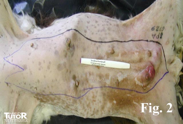 Chirurgia delle neoplasie mammarie nel cane e nel gatto