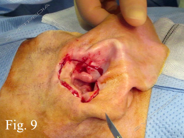 Chirurgia dell’orecchio esterno e medio nel cane e nel gatto: TECALBO e VBO 