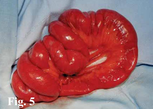 Enterotomia per ostruzione da corpo estraneo lineare nel gatto