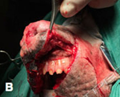 Chirurgia del planum nasale nel cane