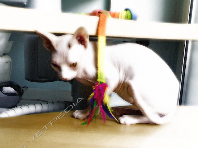 Visita clinica (comportamento): il gattino