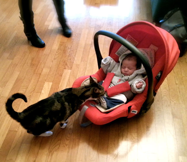 Arriva un neonato: favorire la nascita di una serena convivenza 