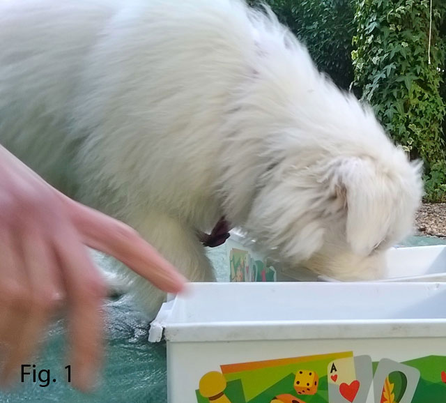 Educazione e addestramento del cane: quali differenze?