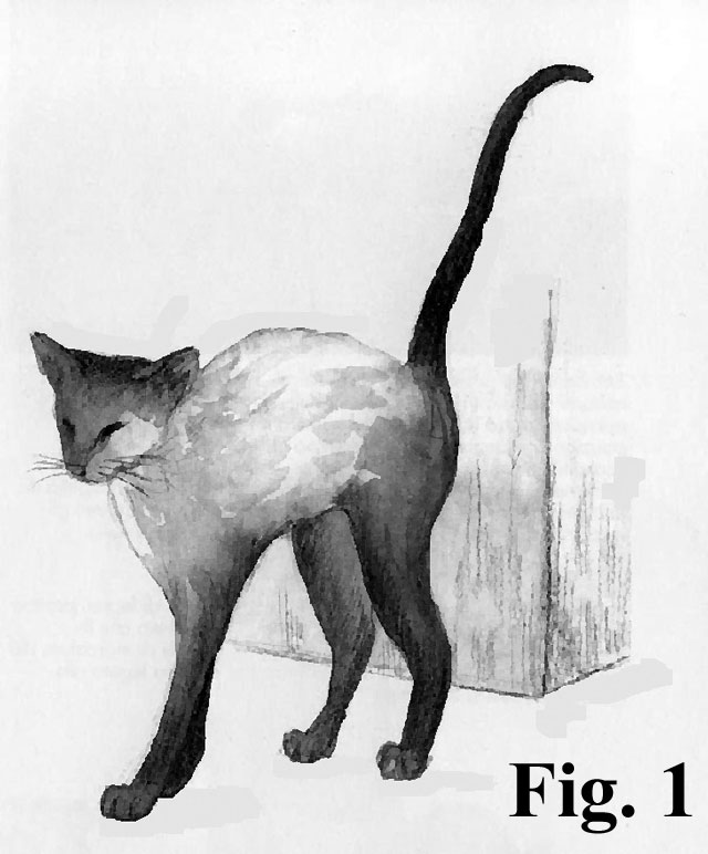 Comportamento eliminatorio del gatto: la marcatura urinaria