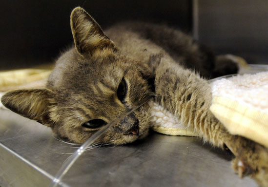 Ospedalizzazione del cane e del gatto: il punto di vista della medicina comportamentale