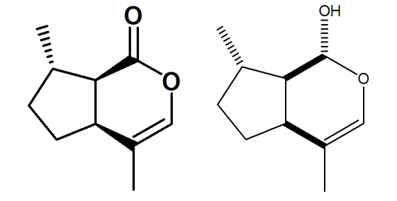 Feromoni (cane e gatto): generalità