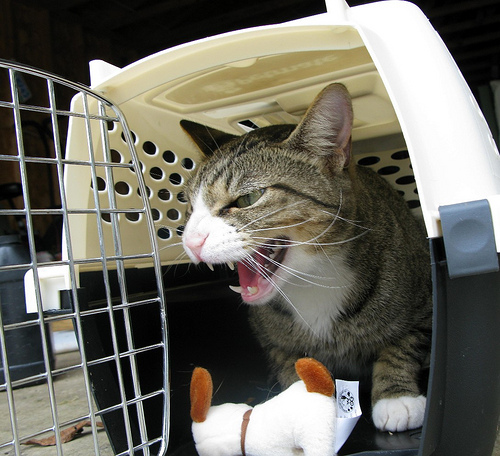 Aggressività in un gatto: diagnosi comportamentale oppure organica?