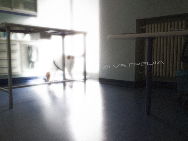 Comportamento di aggressione: disendocrinie