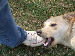 Disturbo della comunicazione in un cane