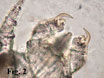 Cheyletiellosi