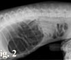 Ileo funzionale caratterizzato da imponente dilatazione generalizzata dello stomaco e di tutte le anse intestinali 