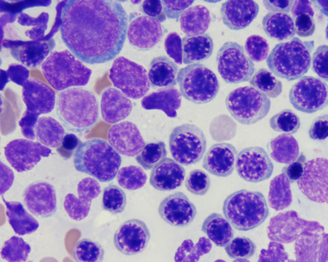 Leucemie del cane e del gatto