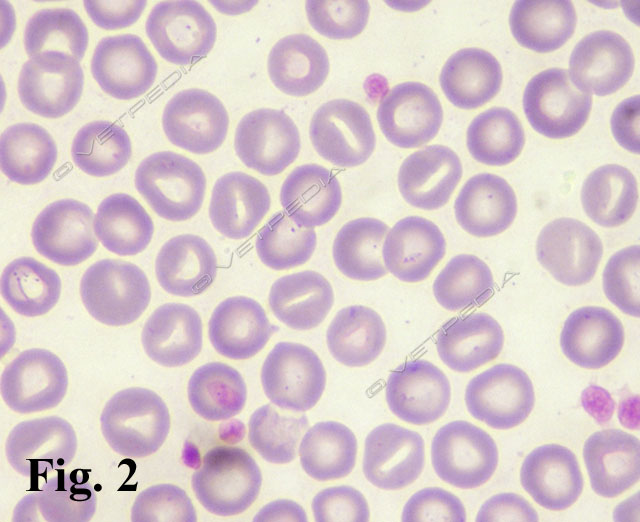 Patologie ereditarie degli eritrociti nel cane e nel gatto