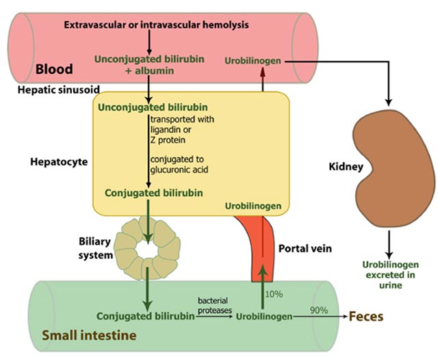 Metabolismo della bilirubina