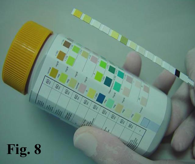 Approccio diagnostico alla proteinuria nel cane e nel gatto