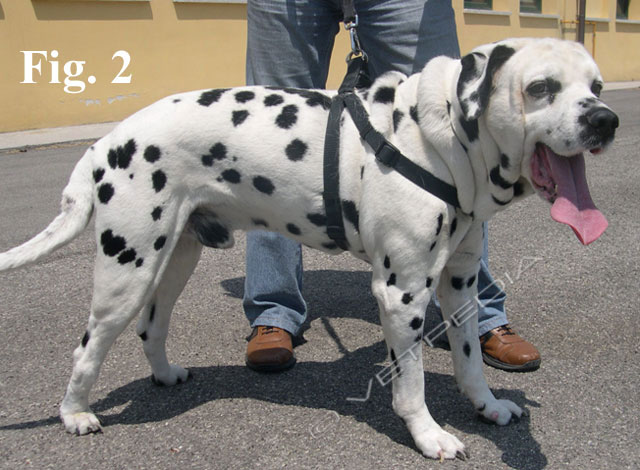 Acromegalia nel cane