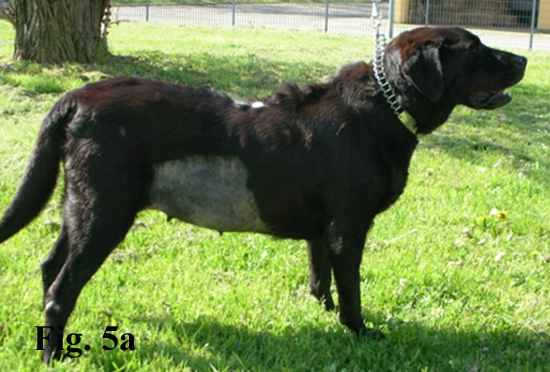 ACTH endogeno (misurazione) 