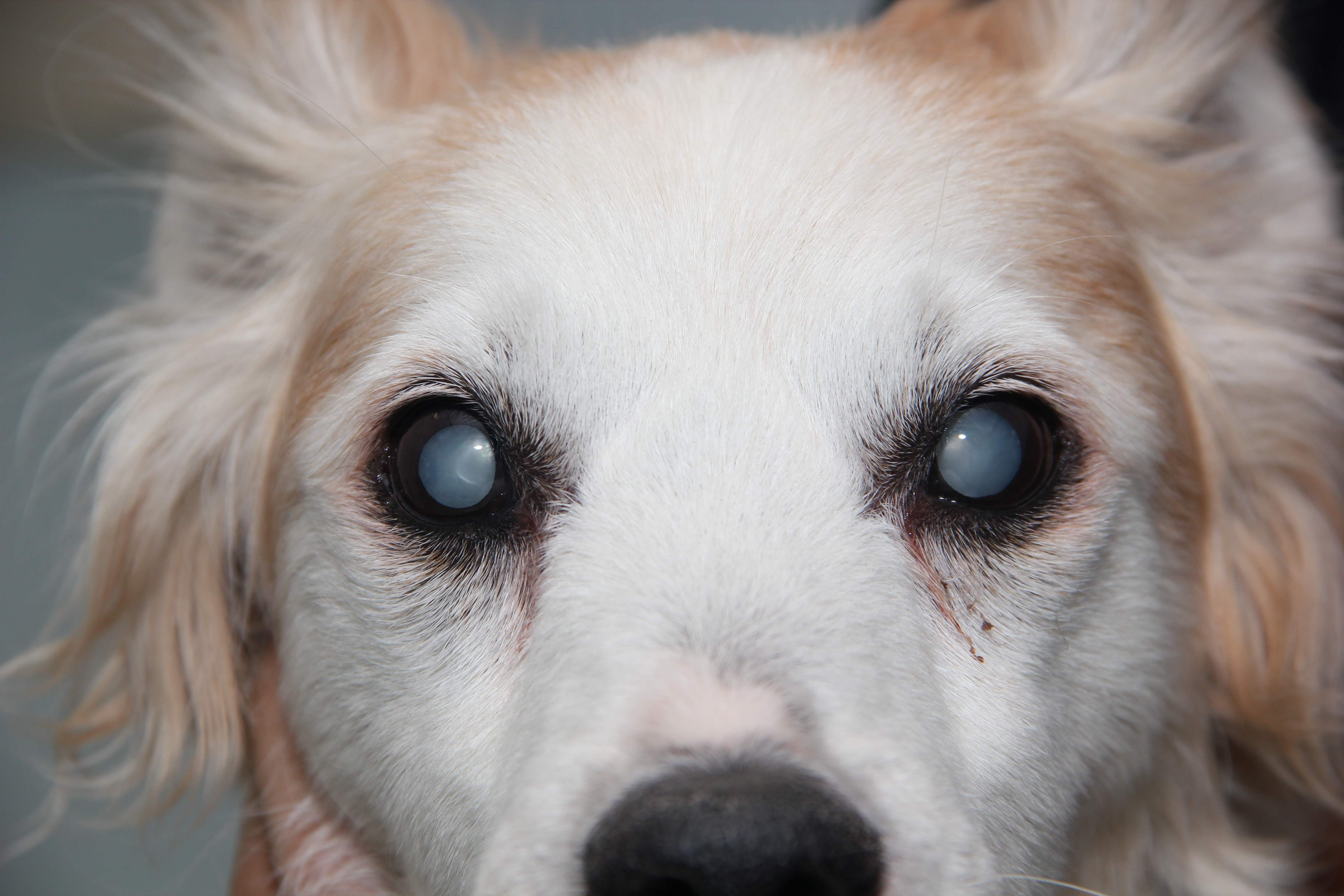 Diabete mellito nel cane: terapia e monitoraggio