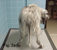 Ipotiroidismo: test diagnostici specifici