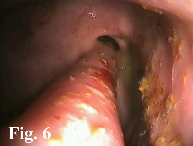 La persistenza dell’arco aortico destro è l’anomalia dell’anello vascolare più comune nel cane