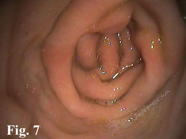 Ipertrofia pilorica antrale (IPA) del cane