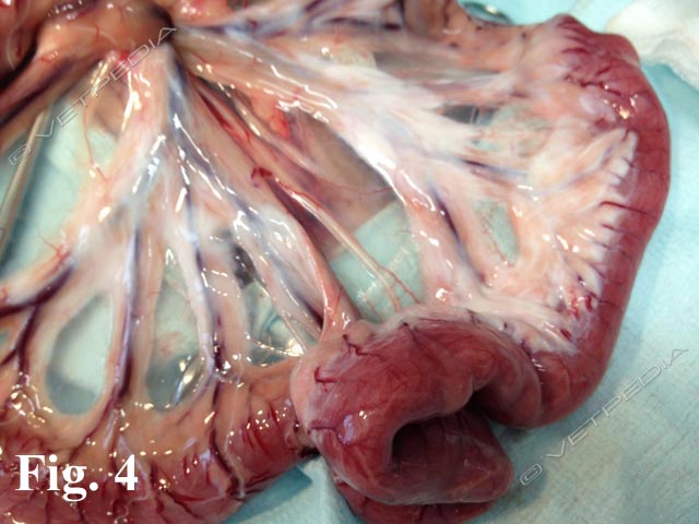 Nella linfangectasia si possono evidenziare i vasi linfatici biancastri a livello della sierosa e del mesentere
